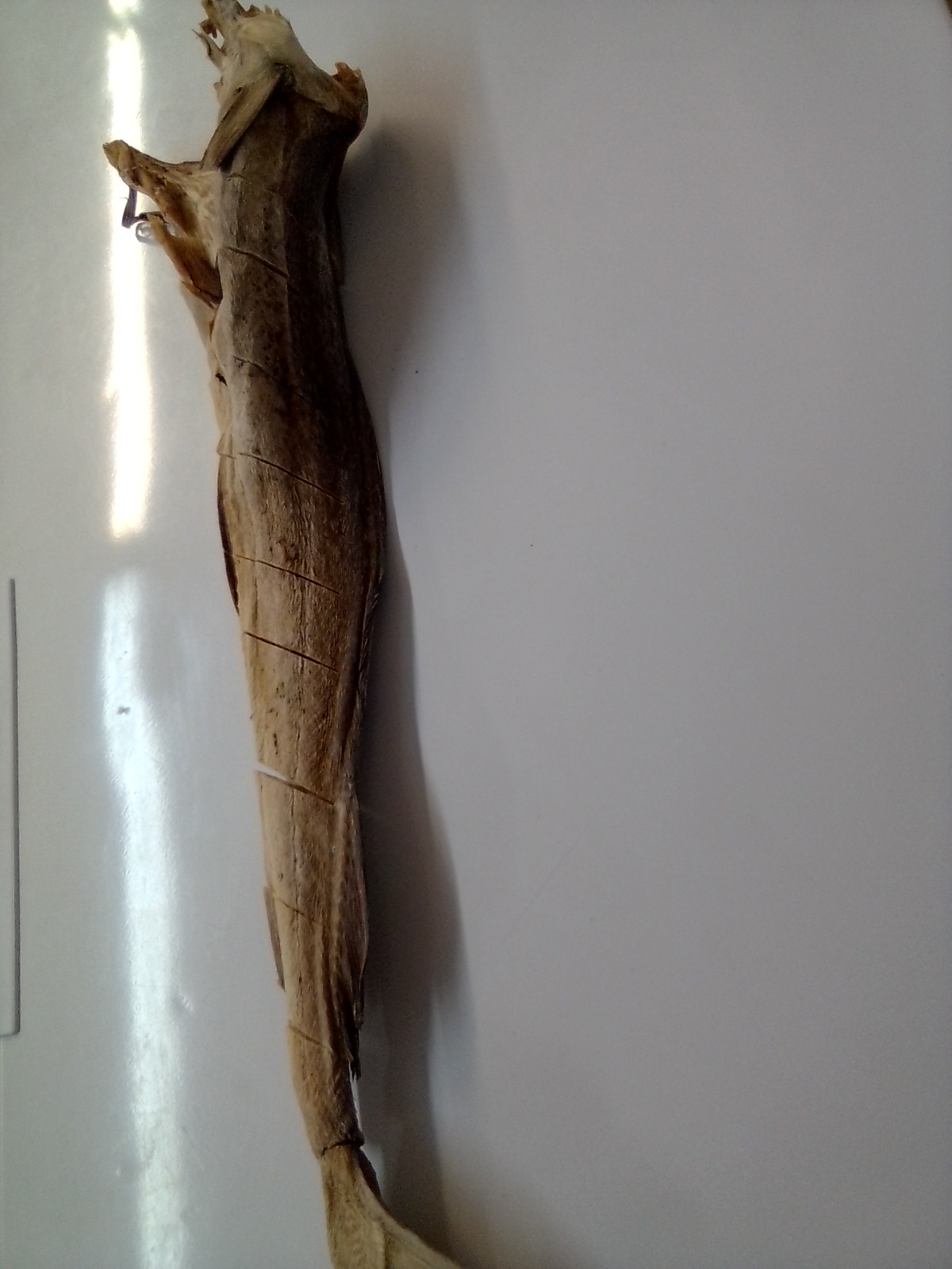 Stockfish - Image 5